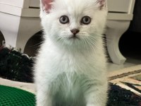 British shorthair yavru erkek dişi