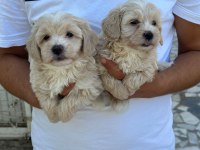 Kaliteli sevimli Maltipoo yavruları