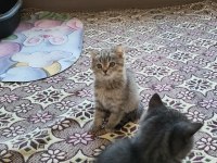 British shorthair kediler