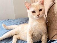 Boncuk Gözlü British Shorthair Evlat