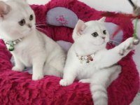 2 ve 3,5 aylık safkan Silver Shaded Catteryden Kediler