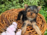 Teacup yorkshire terrier