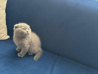 Yeni yuvasına hazır scottish fold