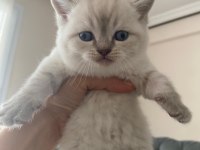 Scottish fold erkek kardeşler