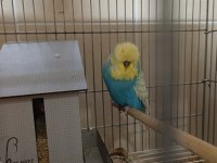ÜST DÜZEY SHOW JUMBO MUHABBET KUŞLAR