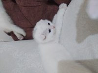 British shorthair oyunbazlar