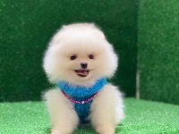 Blacks Petshop Garantisiyle Pomeranian Köpeklerimiz
