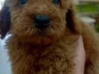 KALİTELİ TOY POODLE YAVRULAR