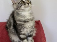 Üst Düzey Kalitede 3 Maine Coon Yavru