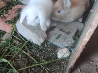 Hollanda lop ve aslanbaş tavşanı