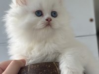 BRİTİSH LONGHAİR DİŞİ YAVRU