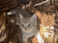 Çok sevimli oyuncu sağlıklı dişi british shorthair bebeğimiz