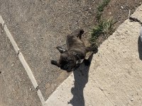 4 aylık french bulldog sorunsuz
