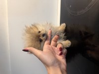 Orjinal 3 aylık dişi pomeranian boo
