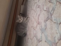 British shorthair kedimiz