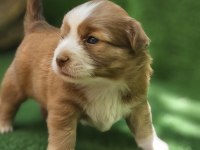 35 günlük çok sağlıklı jack russell yavrularımız