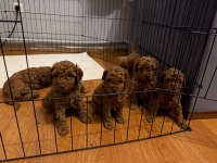 Muhteşem poodle bebekler