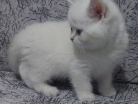 Orjinal british shorthair yavrular