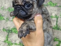 0 BURUN GÜL KUYRUK PUG YAVRULAR