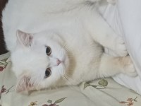 Baba adayı arıyorum british shorthair