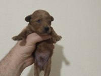 Poodle bebekleri