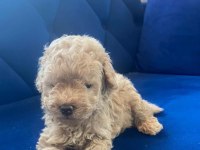 Güzel poodle yavrular yeni yuvalarını arıyor