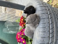 Hollanda Cüce Yavruları Ve Hollanda Teddy Lop Tavşanları