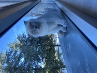6 aylık scottish fold yavrumuzu sahiplendirmek istiyoruz