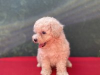 A KALİTE MALTIPOO KÖPEKLER