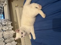 1 yaşında kedimi ücretsiz sahiplendiriyorum
