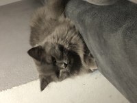 Ücretsiz safkan british Longhair dişi