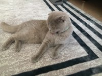 SCOTTİSH FOLD KEDİMİZ