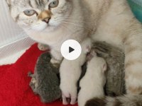 10 aylık dişi british shorthair