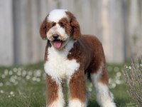 Çok Özel Giant Poodle Yavrularımız