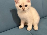 Blue Point British Shorthair Kızımız Yeni Yuvasını Arıyor