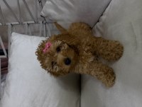 Sevimli dişi toy poodle