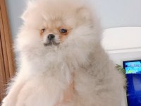 Pomeranian boo dişi yavru
