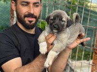 Kangal köpeğimiz panter