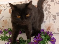 Kehribar göz siyah dişi british shorthair