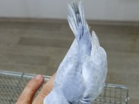 Alıştırmalık Rainbow Muhabbet Kuşu Yavrular
