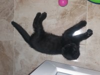 11 haftalık yavru kedimiz için güvenilir yuva aranıyor