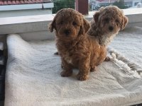 Toy poodle yavruları
