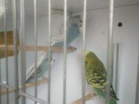Kalite muhabbet kuşu beslemek isteyene