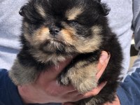 Saf Kan Black Tan Ayı Surat Erkek Pomeranian
