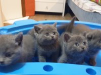 British shorthair ve Scottish fold Yavrular