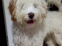 Maltipoo 9 aylık