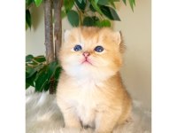 British Shorthair Golden Yavrular