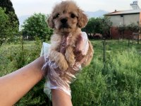 SÜTLÜ KAHVE RENGİNDE MUHTEŞEM MALTİPOO BEBEKLER