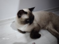 11 AYLIK KEDİMİZİ SAHİPLENDİRMEK İSTİYORUZ