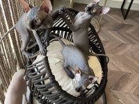 Sphynx sfenks bebekler